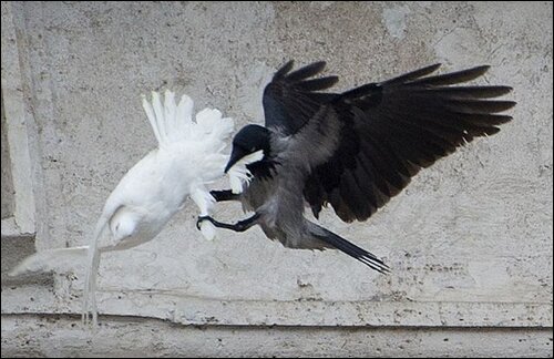 Плохой знак для Украины - на голубей мира в Ватикане напали хищные птицы