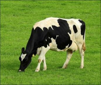 Лукашенко подарил многодетной семье беременную корову