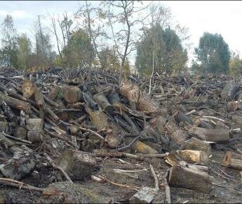 Когда ликвидируют кладбище деревьев в Минске