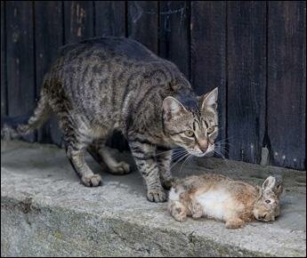Под Минском кошка охотится на зайчат. Шокирующие фото