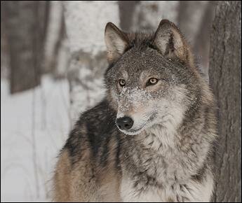 «4 волка». Как хищники завели в байнете блог