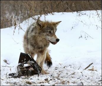 Охотников, душивших волка тросом, могут привлечь за жестокое обращение
