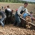 Смерть на «картошке». ОГП — против принудительного детского труда