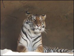Тигрица Алиса в Минском зоопарке