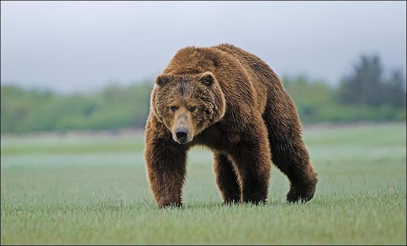 Медведь терроризирует глухую деревню