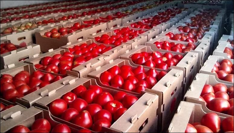 Беларусь лидерует среди импортеров турецкий помидоров