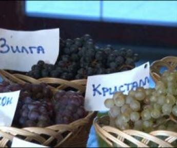 Exhibition of Belarusian-grown grape in Minsk