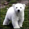 В немецком зоопарке белая медведица съела своих малышей
