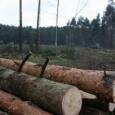 В Солигорске ради строительства жилья вырубают сосновый лес