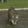 Выбежавший на поле в матче «Ливерпуль» — «Тоттенхэм» кот прославился в Twitter