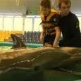 Дельфинотерапия в Минске