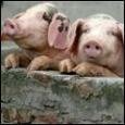 Непослушных свиноводов чиновники пригрозили штрафовать «неограниченное количество раз»