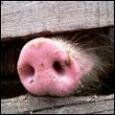 Чума не подтверждена, но свиней в Щучинском районе режут
