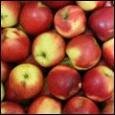 Сколько Беларусь может заработать на польских яблоках