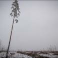 «Стихия нас не пожалела». В Беларуси все еще убирают лес после июльского урагана