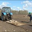 В Беларуси безработные убирают камни с полей
