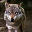Охотников, душивших волка тросом, могут привлечь за жестокое обращение